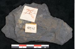 Foto (Detailansicht) von Flabellaria sublongirhachis Ettingshausen (NHMW-GEO-2024-0188-10245)